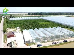 Landwirtschaftliches Tunnelfolien-Gewächshaus, einlagig, mehrere Spannweiten