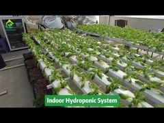 Vertikale Landwirtschaft, erdloser Anbau, hydroponisches NFT-Vierkantrohrsystem