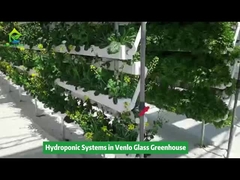 Vertikale hydroponische Bewässerungsausrüstung im Venlo-Gewächshaus