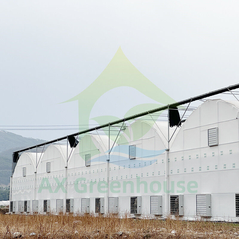 Warmverkauf kundenspezifische Poly Tunnel Multi-Span UV-resistente Film Gewächshäuser für Tomaten