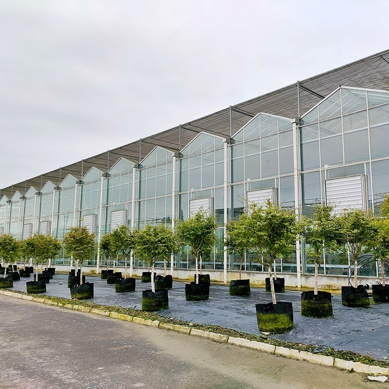 Hot Dip Galvanized Stahlkonstruktion Automatische Belüftung Landwirtschaftliches Glas Venlo Mehrspann-Tomatensamen Gewächshaus