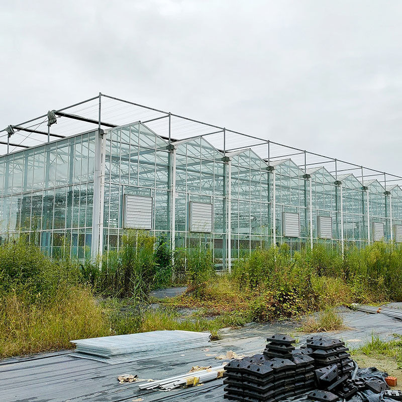 Hot Dip Galvanized Stahlkonstruktion Automatische Belüftung Landwirtschaftliches Glas Venlo Mehrspann-Tomatensamen Gewächshaus