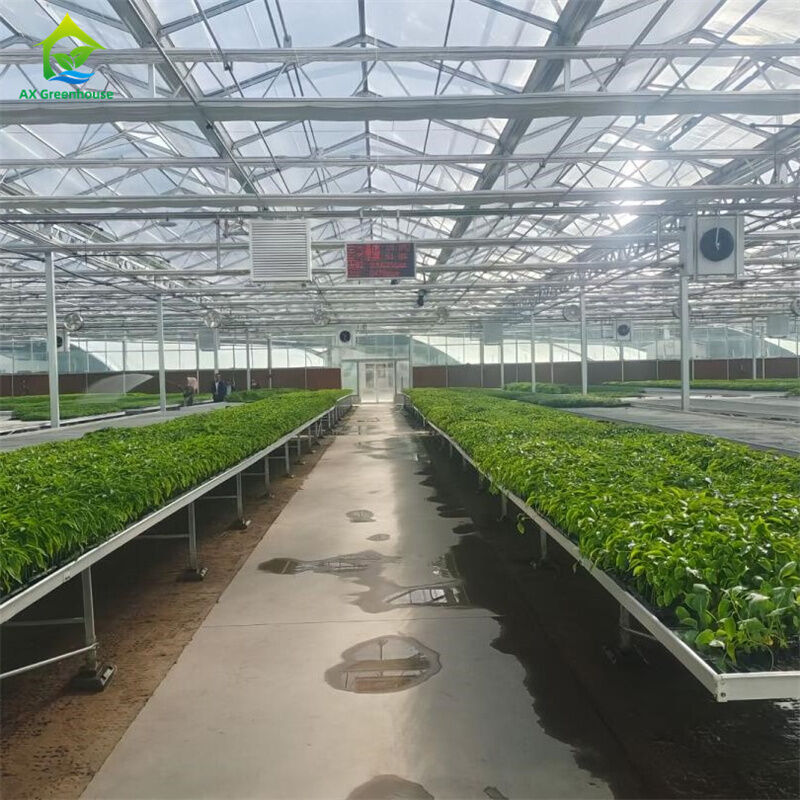 Intelligentes gehärtetes Glas Transparentes Gewächshaus Großes Mehrfeld-Feuerverzinktes Stahlrohr Landwirtschaftliche Glasgewächshäuser für Pflanzen- und Blumenanbau