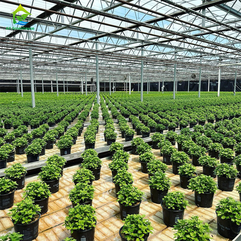 Intelligentes gehärtetes Glas Transparentes Gewächshaus Großes Mehrfeld-Feuerverzinktes Stahlrohr Landwirtschaftliche Glasgewächshäuser für Pflanzen- und Blumenanbau