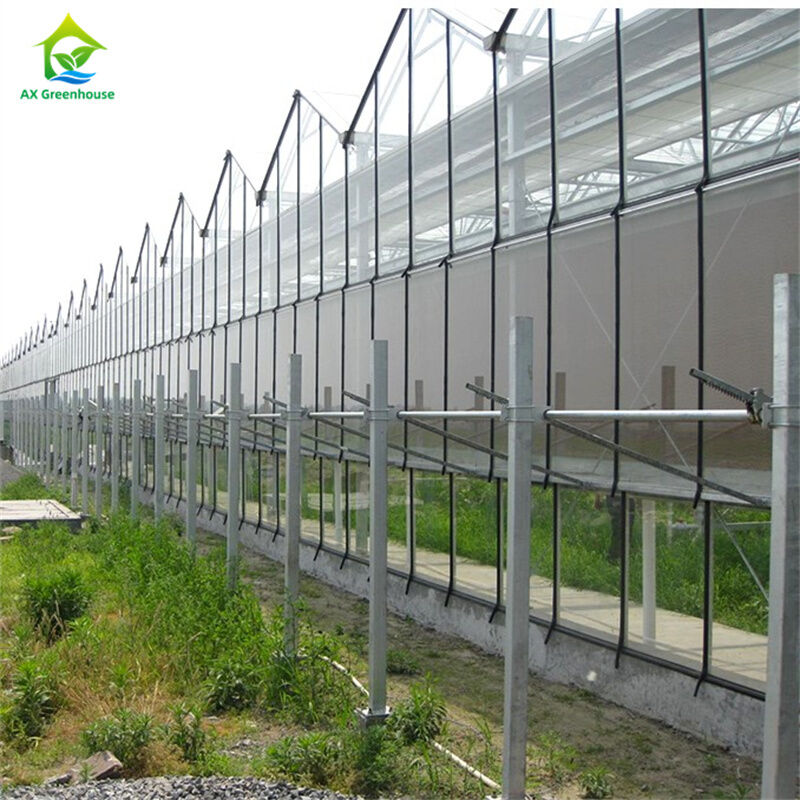 Großes Mehrfeld-Gewerbe-Venlo-Glasgewächshaus mit Saatbeet-Hydroponik für Tomaten und Erdbeeren