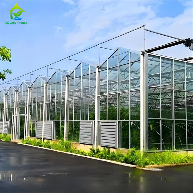 Großes Mehrfeld-Gewerbe-Venlo-Glasgewächshaus mit Saatbeet-Hydroponik für Tomaten und Erdbeeren