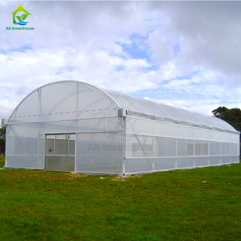 Günstiges landwirtschaftliches Gewächshaus, kommerzielles Gewächshaus, intelligentes Einzel-Schiff-Gewächshaus für den Tomatenanbau