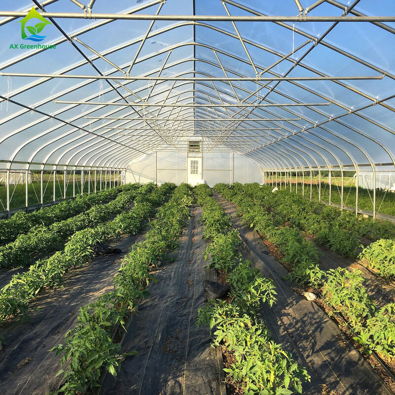 Günstiges landwirtschaftliches Gewächshaus, kommerzielles Gewächshaus, intelligentes Einzel-Schiff-Gewächshaus für den Tomatenanbau